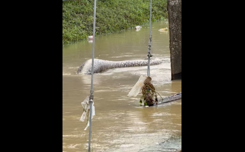 A massive reticulated python, reportedly after consuming a dog, was filmed floating in floodwaters in southern Thailand, capturing widespread attention online. — Picture via Facebook/Muhammadsabri Abdurrahman