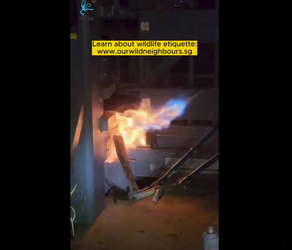Two people held down the live python that was stuck in machinery before setting it on fire. — Screenshot of video from Facebook/ACRES: Animal Concerns Research and Education Society 
