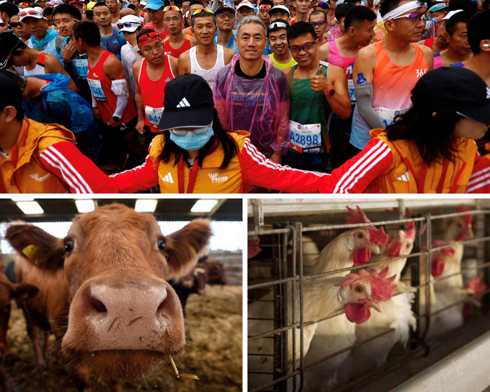 Volunteers form a human chain as participants wait before the Beijing Marathon, at Tiananmen Square in Beijing, China October 29, 2023 (top). A half marathon in China’s north-east province of Jilin announced an unusual selection of prizes, with first over the line winning a cow and other runners getting wild fish, geese or roosters, in a bid to attract more participants and promote local produce. — Reuters pics
