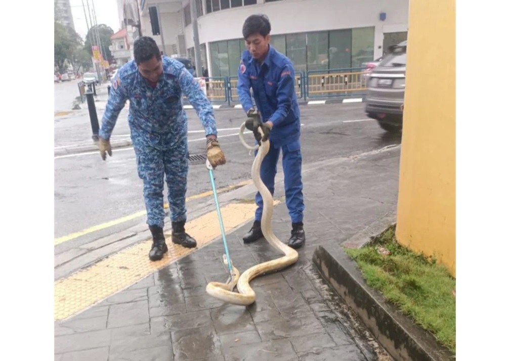 Snagged! Massive 4.26m albino python captured after causing a hiss in ...