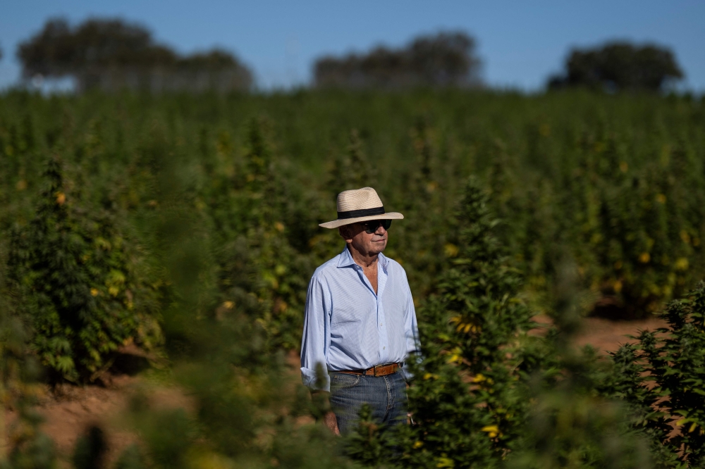 CEO of Iberfar Pedro Ferraz da Costa, is pictured at Iberfar’s FAI Therapeutics pharmaceutical company’s cannabis plantation in Serpa, southern Portugal, on September 13, 2024. — APF pic