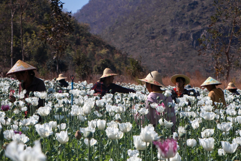 This photo taken on February 26, 2024 shows displaced residents working in the illegal poppy fields for their livelihood during the fighting between Myanmar' military and KNDF (Karenni Nationalities Defence Force) at Moe Bye in Pekon Township, on the border of Karen State and southern Shan State. — AFP pic
