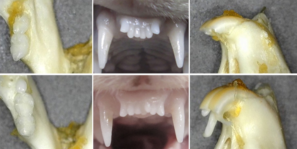 This combination of undated handout images received by AFP on November 5, 2024 by the Medical Research Institute Kitano Hospital in Osaka shows before (top) and after images of the regrowth of a teeth in a ferret (centre top and bottom) and mice (right and left). People with missing teeth may be able to grow new ones, say Japanese dentists testing a pioneering drug that they hope will offer an alternative to dentures and implants. — Medical Research Institute Kitano Hospital handout pic via AFP
