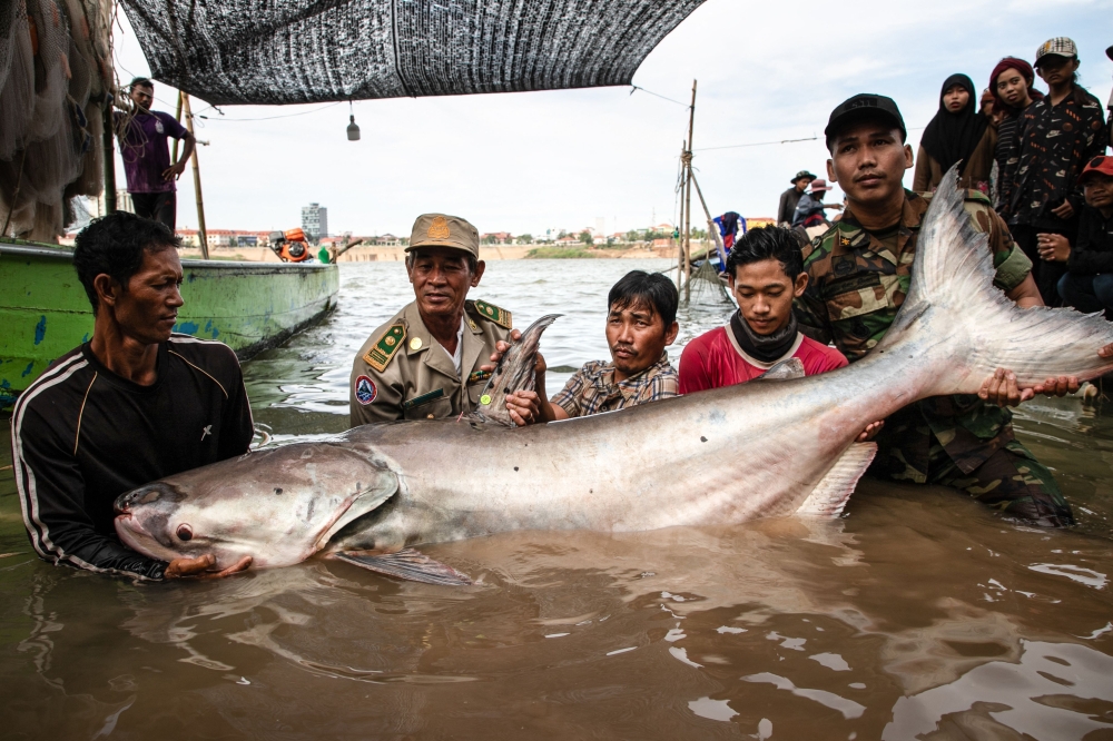 This handout from USAID Wonders of the Mekong taken on December 10, 2024 and released on December 13, 2024 shows people carrying a Mekong giant catfish in Cambodia's Tboung Khmum Province. — AFP pic