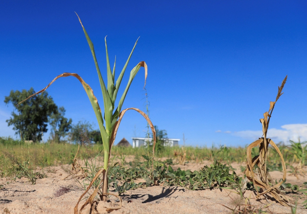 Wilted maize crops are seen in Mumijo, Buhera district, east of capital Harare, Zimbabwe March 16, 2024. Saudi-hosted UN talks failed to produce an agreement on how to respond to drought, participants said today, falling short of hopes for a binding protocol addressing the growing scourge. — Reuters pic  
