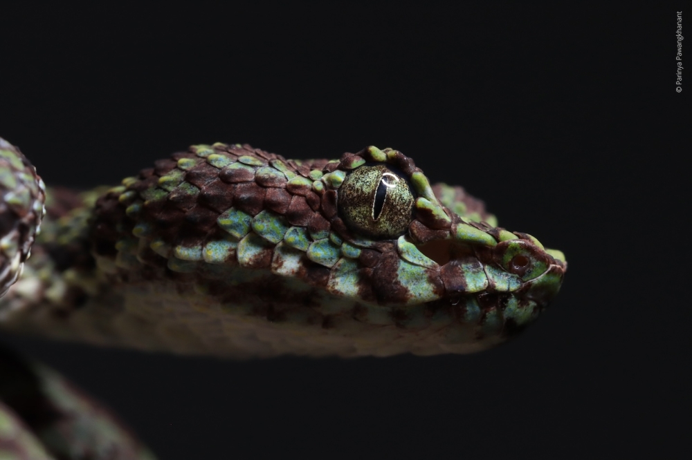 The limestone eyelash pit viper is known only from a narrow limestone area in the Nakawan Range spanning the border of Thailand and Malaysia. — Picture courtesy of WWF