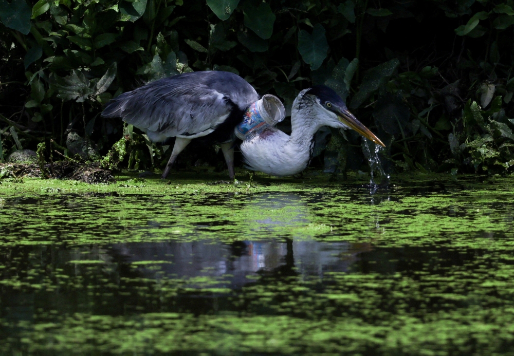 A heron took flight in Rio de Janeiro on Sunday, stretching its wings and soaring over a river after veterinarians saved it from near-certain death by removing a plastic cup attached to its neck and blocking its throat. — Reuters pic