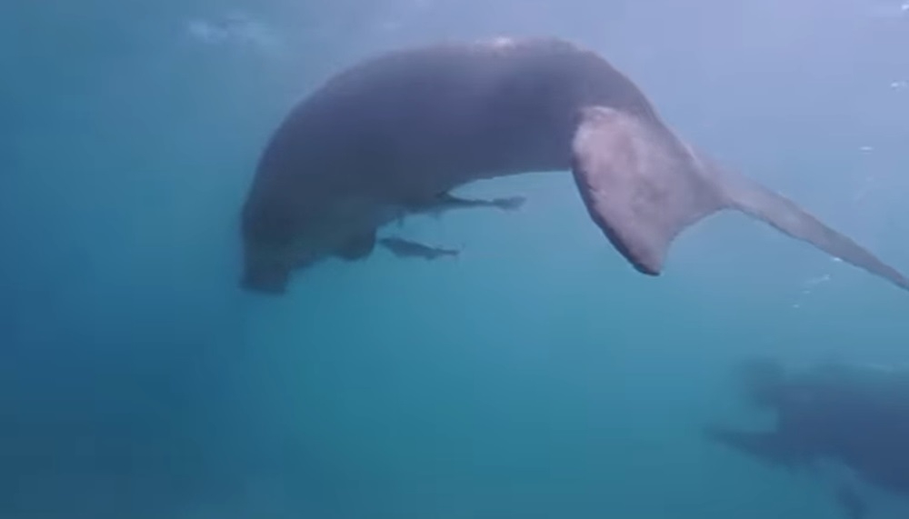 A rare sighting of a dugong in the diver’s haven of Mabul Island yesterday has gotten local conservationists excited. — Video screencap via Facebook/Aloha Mabul Scuba Lodge 