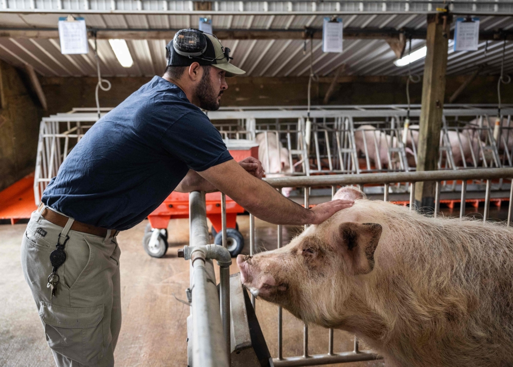 Dorian Giantonio, animal technician, pets an older genetically altered pig in a pen at Revivicor Research farm in Blacksburg, Virginia on November 20, 2024. On a farm in the southern US state of Virginia, David Ayares and his research teams are breeding genetically modified pigs to transplant their organs into human patients. — AFP pic 