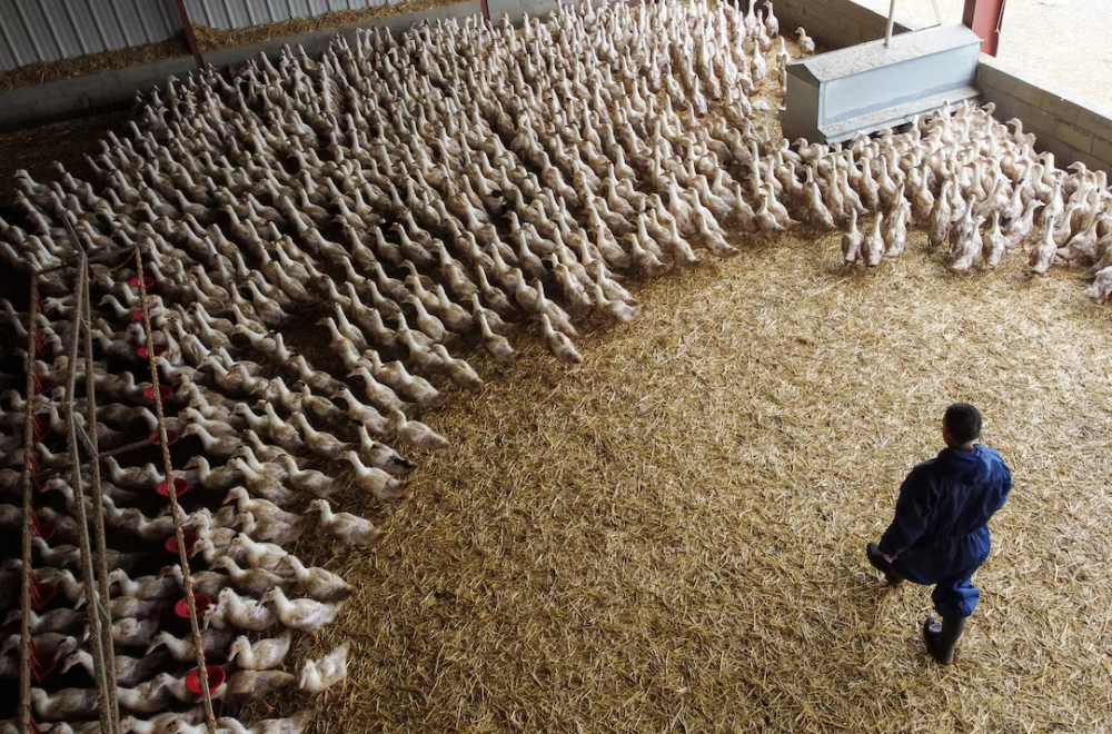 Ducks  inside a poultry farm in Castelnau-Tursan, France. — Reuters