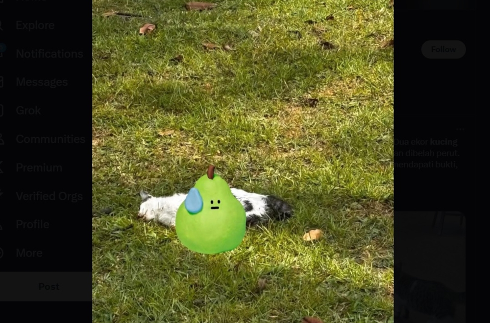 Images circulating online showed a cat’s carcass with a large gash on its body and all four paws missing.