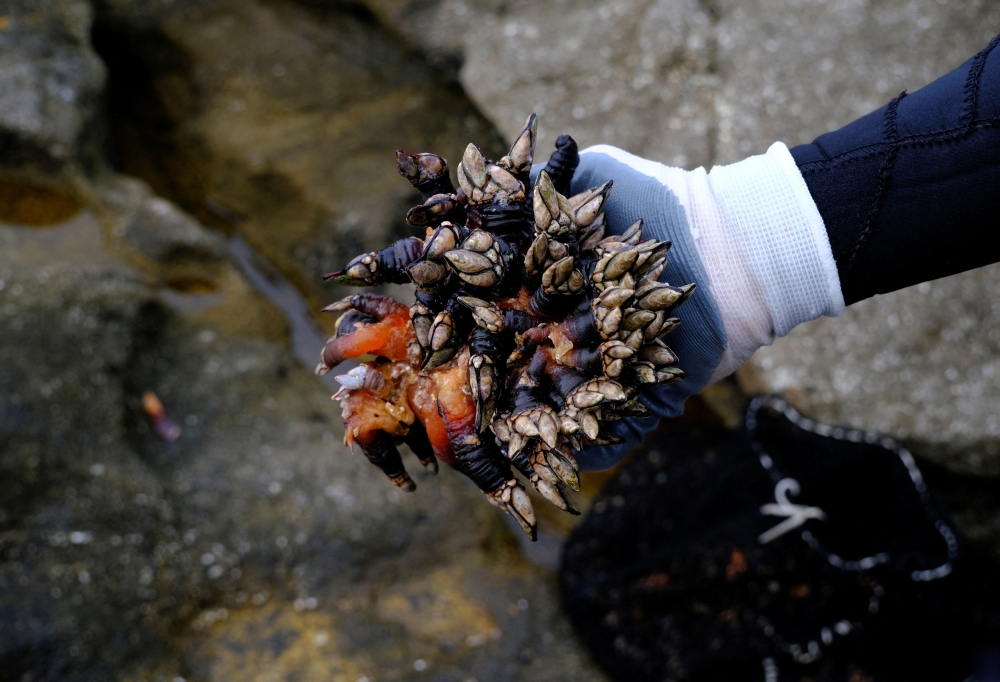 Barnacle picker Moncho Canizas, 53, shows barnacles that were picked on the rocks of Coast of Death (Costa Da Morte). — Reuters pic