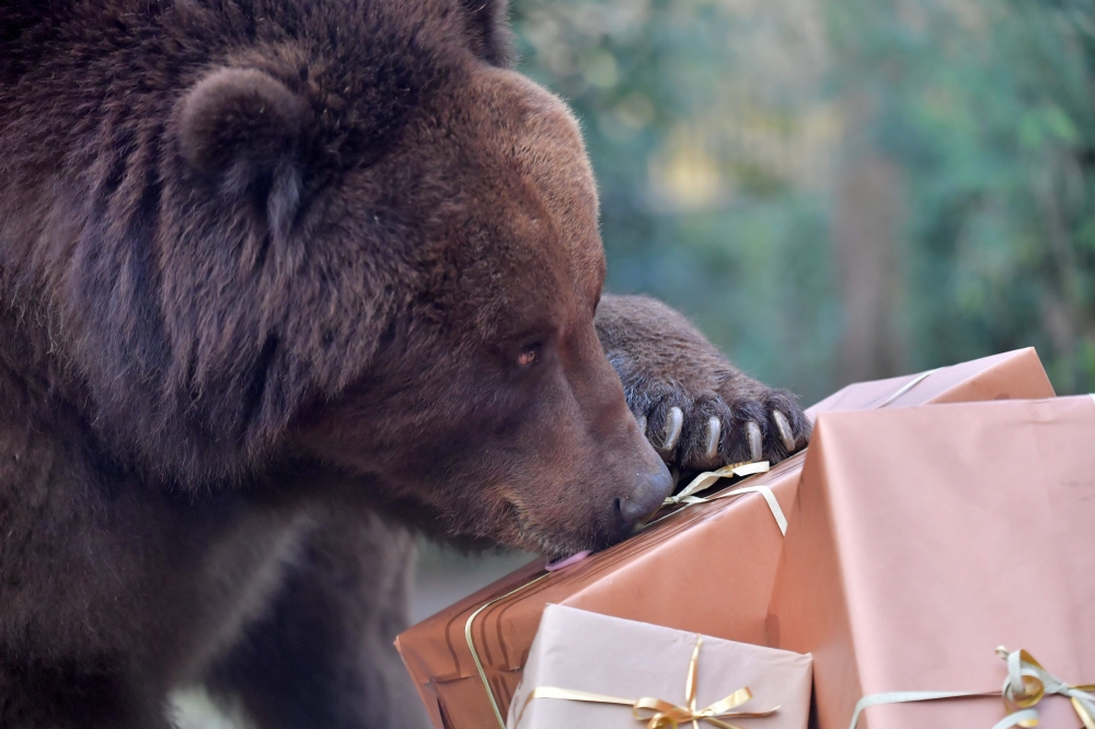 Pictured is a grizzly bear at La Fleche Zoo in western France on December 23, 2024. A man found a bear measuring just under one metre under his heated table in Fukushima on December 23, 2024. — AFP pic
