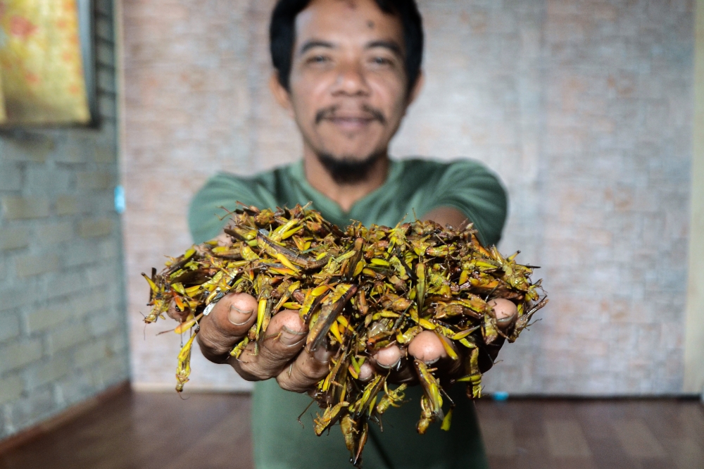 Some of the rice locusts caught by Muhammad Rozali Zulkifli, 37, at Kampung Rambai Tok Chedol in Tanah Merah, Kelantan, December 25, 2024. — Bernama pic 