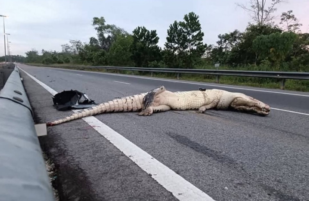 The dead crocodile after being hit by an SUV on the Penanjong Tutong Highway yesterday. — Picture from Facebook/Borneo   