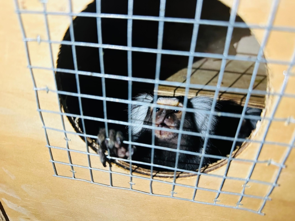 A wildlife smuggling attempt was foiled at Kuala Lumpur International Airport (KLIA) when dozens of marmoset monkeys were discovered crammed into wooden boxes. — Picture via Facebook/Jabatan Perhilitan Semenanjung Malaysia 