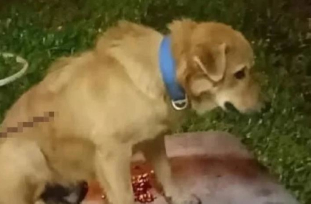 The president of the Malaysian Animal Strays Association (SAFM), R Kalaivanan, said that the dog, known as Kutty, sustained severe injuries before dying as a result of the cruel act. 