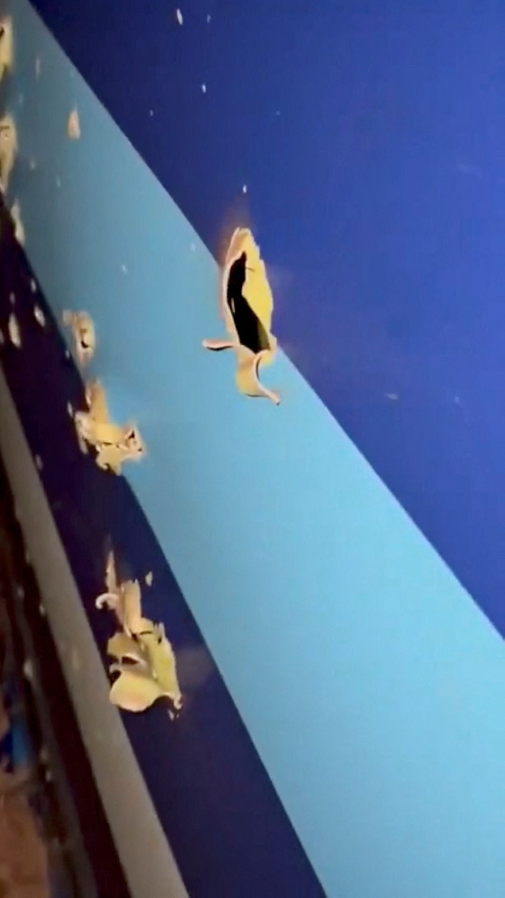 A view shows damages in the wreckage of an Azerbaijan Airlines' Embraer passenger plane that crashed near the city of Aktau, Kazakhstan December 25, 2024 in this screengrab from a video obtained from social media. — Social media pic via Reuters