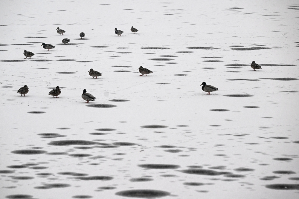 Health experts have expressed bigger concerns about the sheer volume of bird flu currently circulating in the US. The CDC has reported 65 confirmed human cases in 2024, and many more may go undetected among dairy and poultry workers. — AFP pic