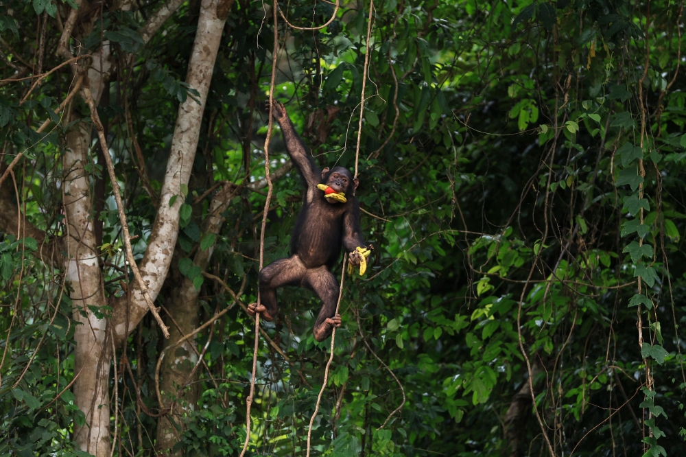 A chimpanzee living in the wild on an island climbs creepers after picking fruit and vegetables brought by volunteers in the Douala-Edea Natural Park in Marienberg on December 15, 2024. — AFP pic 