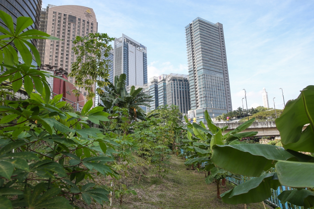 The Mid Valley River 3 (MVR3) garden now hosts various types of vegetables and fruit plants. — Picture by Yusof Mat Isa