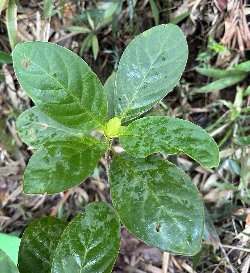 The rare coffee-family plant, Chewlunia sabahensis. — The Borneo Post pic