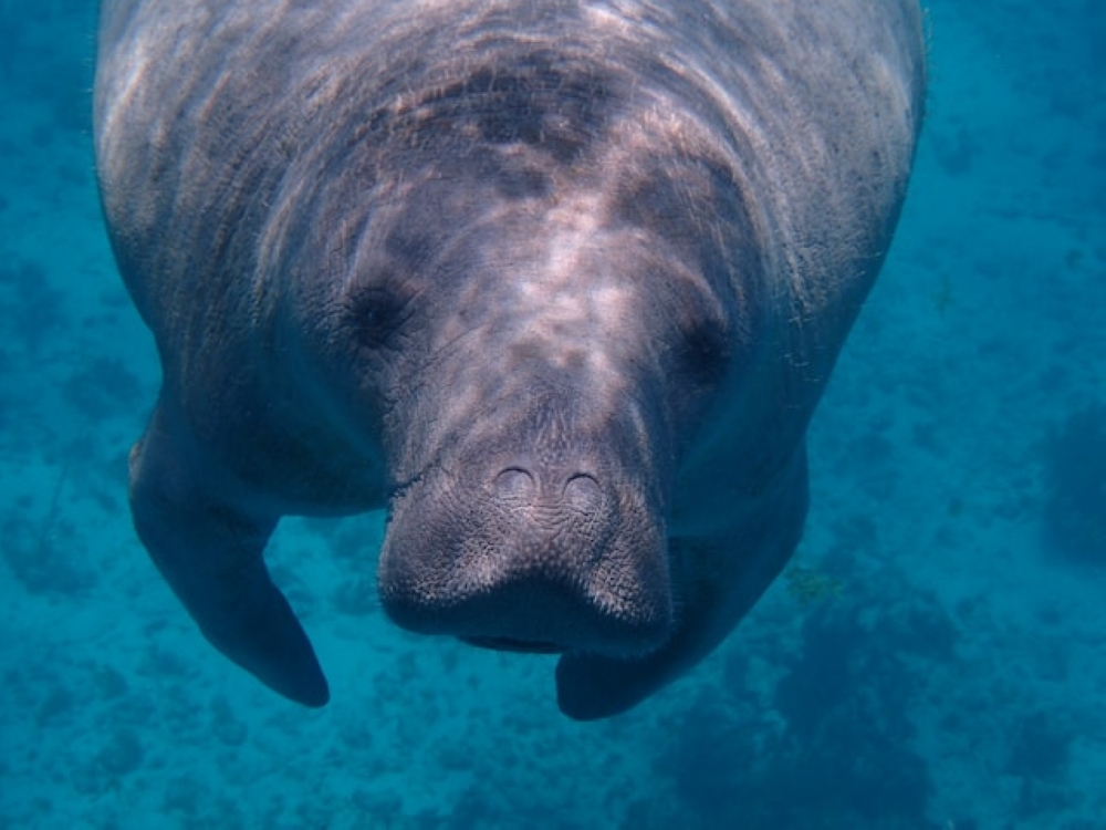 African manatees are found in fresh water along the coast of western Africa, such as in Cameroon’s vast Lake Ossa where the researcher first saw them more than 10 years ago. — Unsplash pic/Maegan Luckiesh