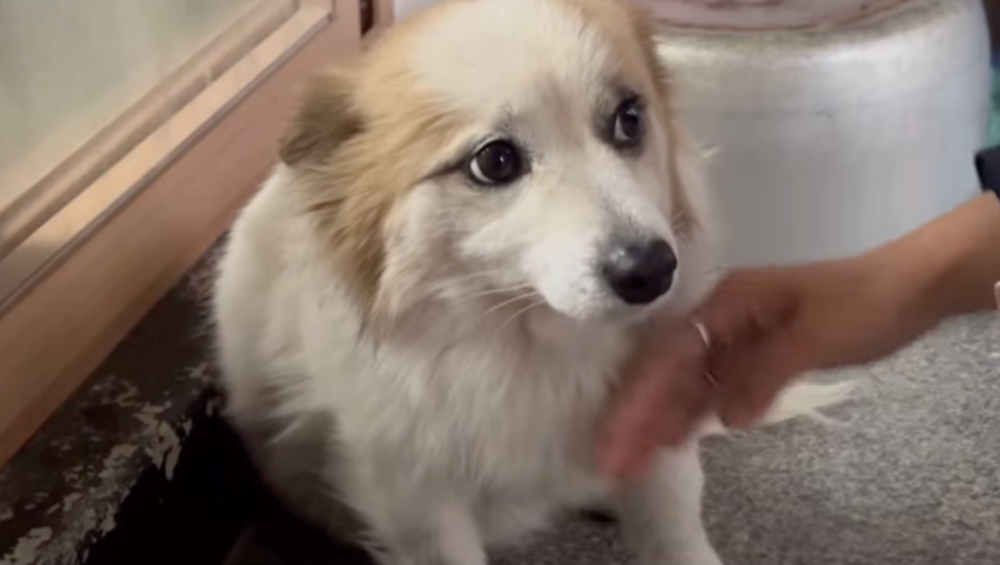 Pudding had lived with a 80-year-old man, the eldest victim of the crash, who tragically lost his life alongside eight members of his family, including his wife, daughter, and six-year-old granddaughter. 