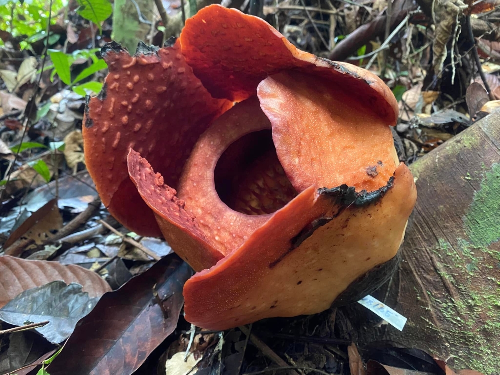 The Rafflesia in bloom at Gunung Gading National Park – Photo from Facebook/Gunung Gading National Park
