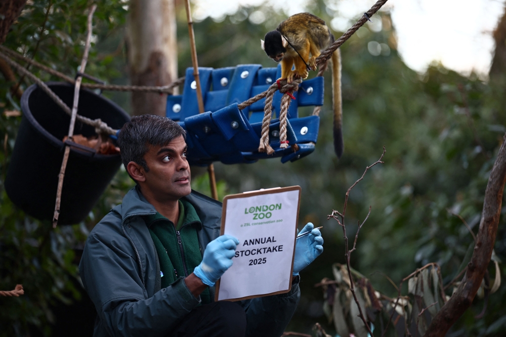 A zookeeper poses with Squirrel monkeys during a photocall for the annual stocktake at ZSL London Zoo in central London on January 3, 2025. — AFP pic