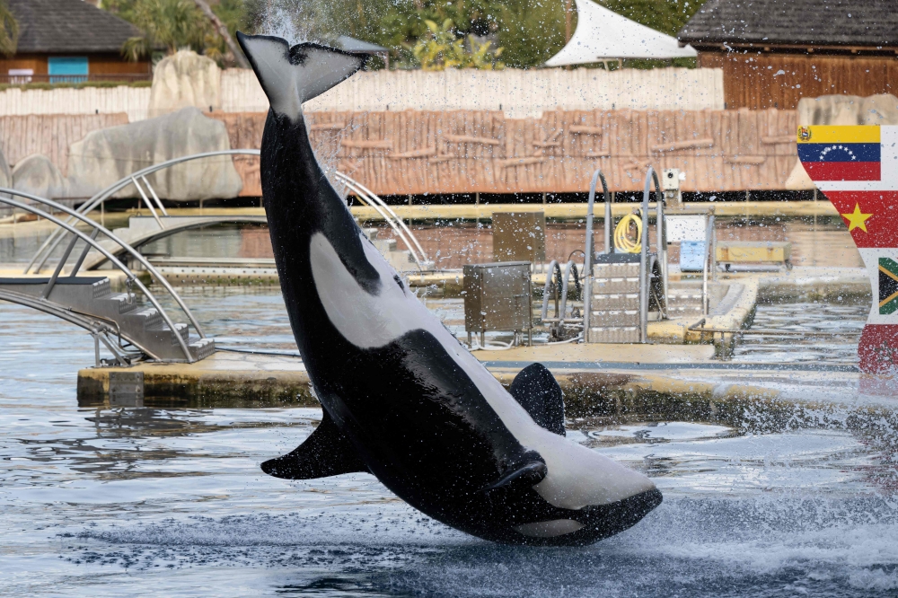 An Orca performs at the marine theme park Marineland in Antibes, south-eastern France, on January 2, 2025.  — AFP