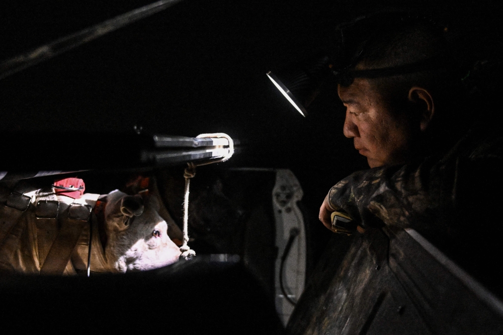 This photo taken on December 15, 2024 shows hunter Zhang Tengfei looking at hunting dogs on a pickup truck before a nighttime boar hunt in Weinan, in northern China's Shaanxi province. — AFP pic