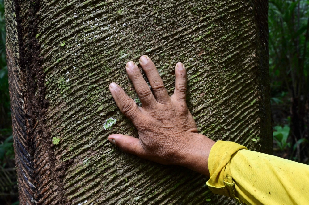 Renato Cordeiro, 57, touches the scars of a rubber tree (Hevea brasiliensis) near his home on the Anajas riverbank in the Amazonia region, Marajo, near Anajas city, Para state, Brazil on December 7, 2024. — AFP pic
