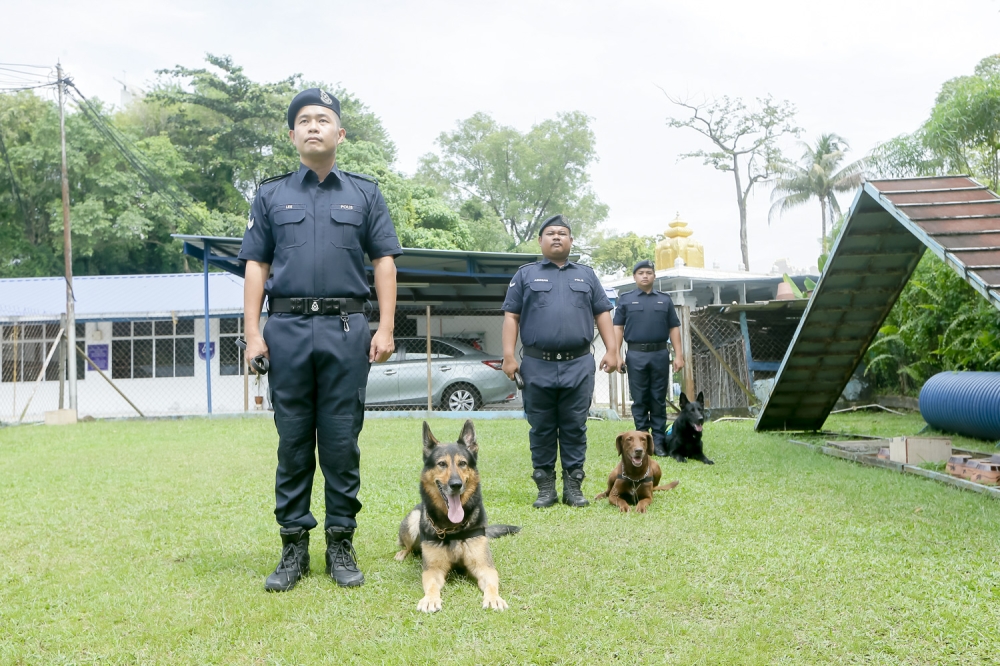 (From left) Winner (general purpose), Reed (narcotics specialist) and Rick (general purpose and cadaver search specialist) with their dedicated handlers. — Picture by Raymond Manuel