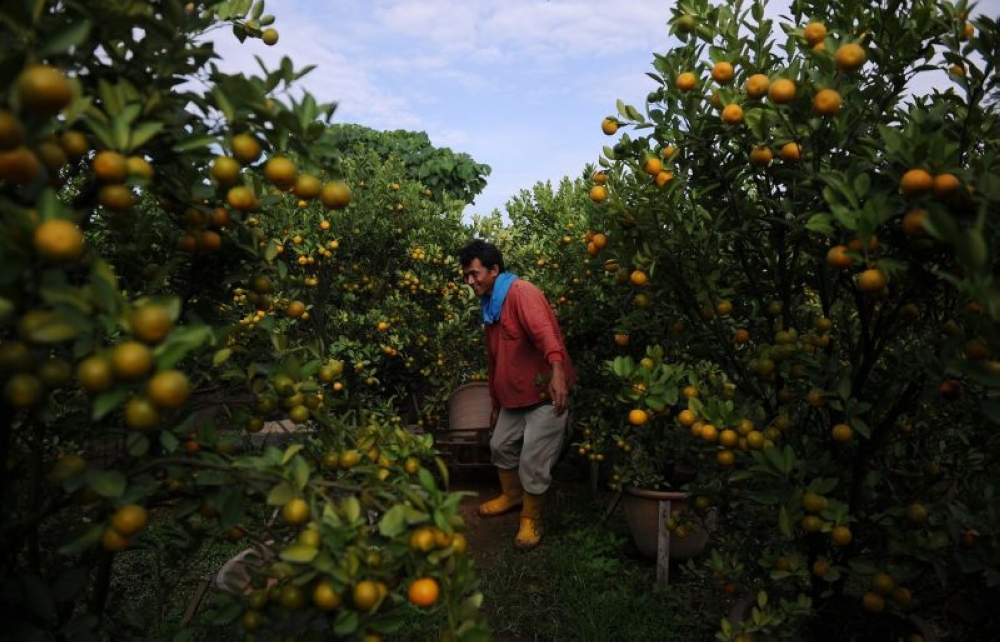 A worker carries pots of lime trees to be sold to customers in conjunction for Chinese New Year celebrations. — Bernama file pic