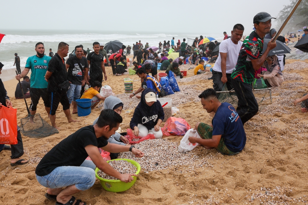 People collect cockles that were washed ashore following large waves that hit Sura Beach January 15, 2025. — Bernama pic