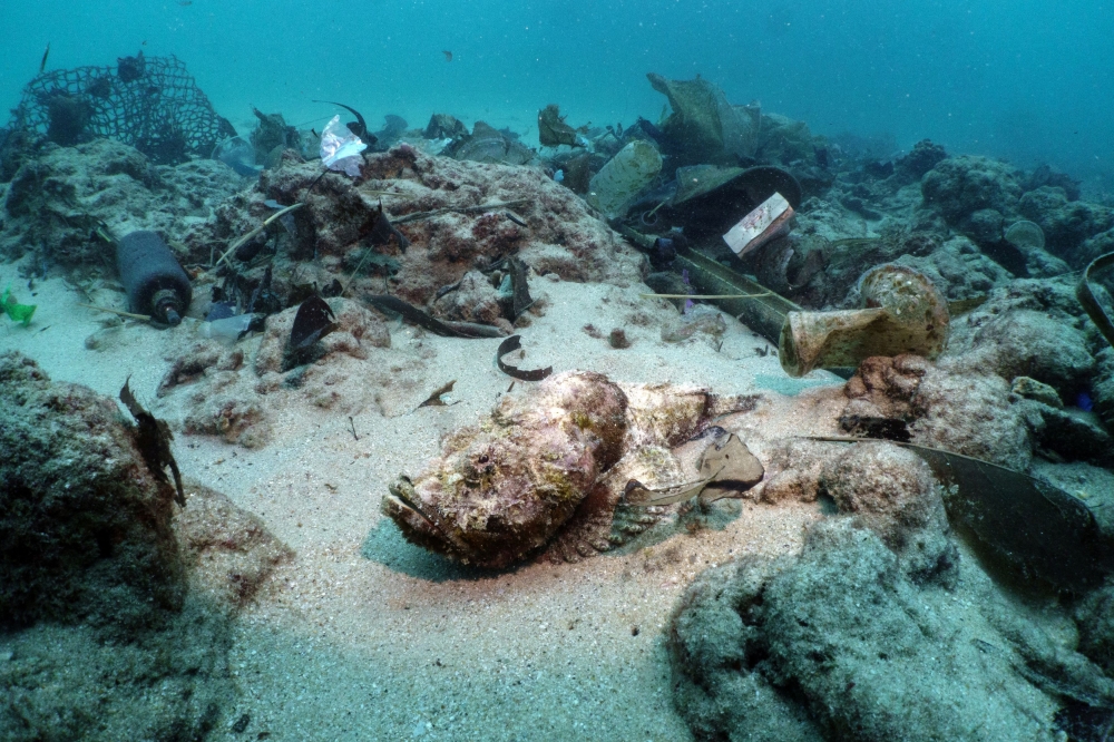 A scorpion fish lies among garbage in the sea in Phuket, Thailand, November 25, 2024. — Reuters pic