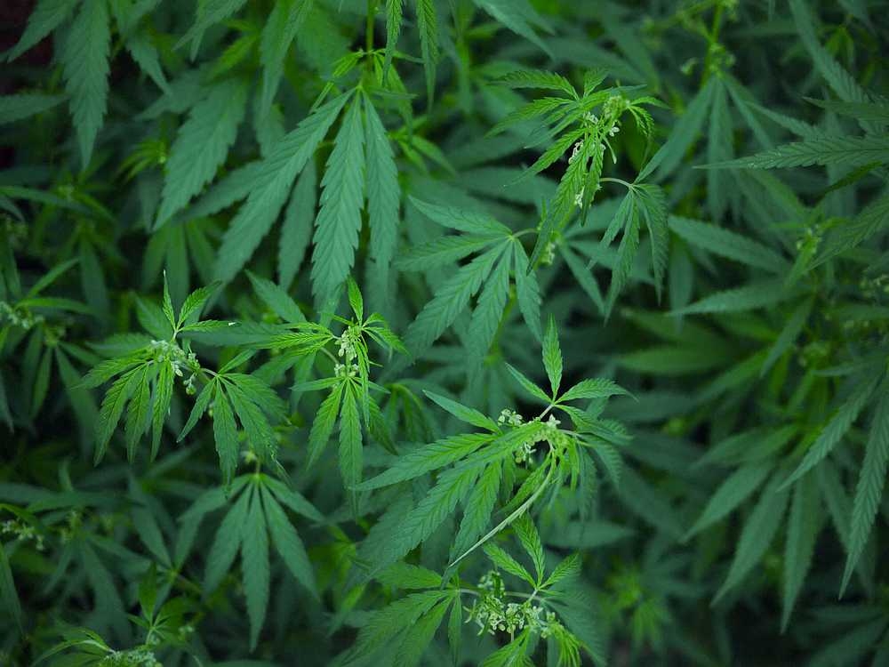 Singapore authorities said the 21-year-old Malaysian man was caught trying to smuggle drugs worth over S$169,000 (RM566,600), including over 4.6kg of cannabis, via the land border on Tuesday. — Vizerskaya/IStock.com pic via AFP