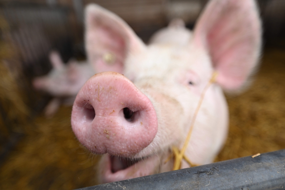 The world’s biggest pork-producer generated 57.06 million metric tons of pork in 2024, down 1.5 per cent from 57.94 million tons in 2023, which was the second-highest on record. — AFP pic
