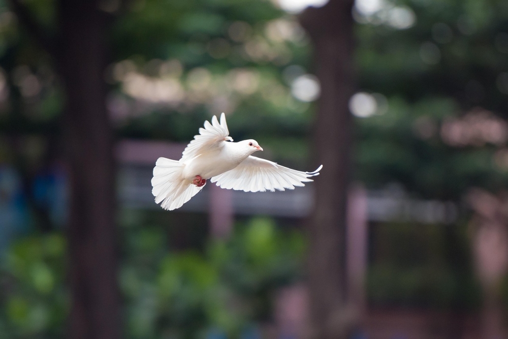 A dove, the symbol of peace, flies through the air. The Israel-Hamas ceasefire, set to begin January 19, 2025, would halt fighting and bombardment in Gaza’s deadliest-ever war. — Pixabay pic