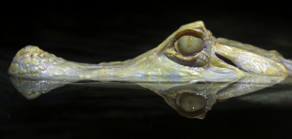 Heavy rain over three days reportedly caused parts of the farm’s fence to collapse, allowing the reptiles to break free. As of now, at least 23 have been recaptured; however, it remains unclear how many are still at large. — Reuters pic