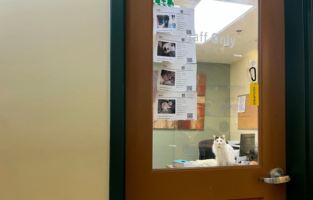 A cat rescued after the Eaton fire is housed in an office as all cages are full with other rescues, at Pasadena Humane, an animal shelter in Pasadena, California, January 17, 2025. — AFP pic