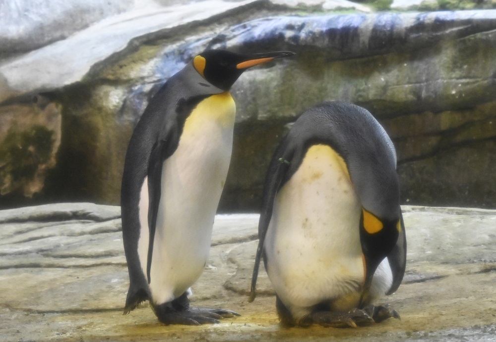 An undated file photograph shows a pair of king penguins. — AFP pic
