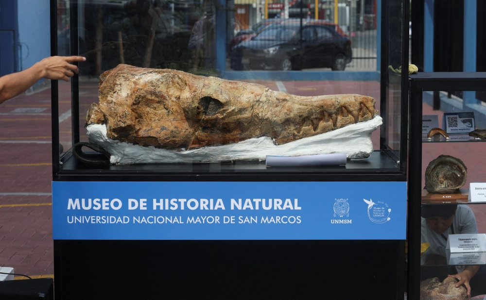 A person gestures next to a fossil of a crocodile as paleontologists unveil a nine-million-year-old fossil of a relative of the great white shark (not pictured), in Lima, Peru January 20, 2025. — Reuters pic 