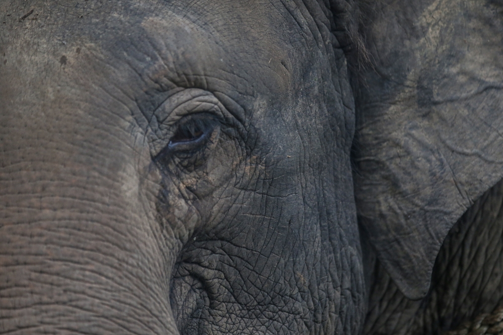 A passing motorist discovered the elephant’s decapitated head and severed limbs and a video of the gruesome scene has gone viral since Sunday. — Picture by Farhan Najib