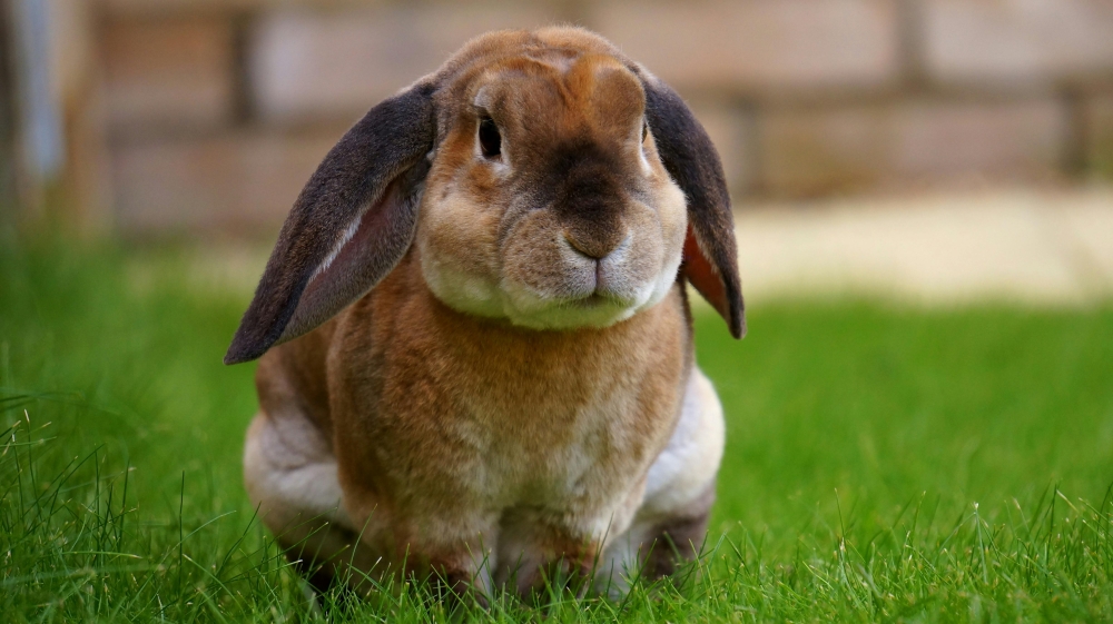 Japanese police are investigating a 25-year-old man who kicked a rabbit to death to see if there’s any link to the discovery of 77 rabbit carcasses on Okushima since November 2024. — Pexel pic