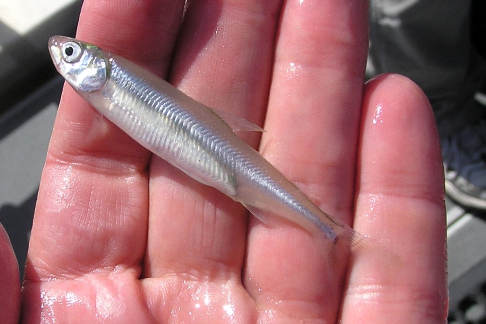 This handout photo provided by the US Fish and Wildlife Service (USFWS) shows a delta smelt fish on November 8, 2010 in California. US President Donald Trump has derided the Delta smelt as a ‘worthless fish,’ blaming efforts to protect the species for Los Angeles’ devastating wildfires on social media, in a press conference, and even a White House order. — Peter Johnsen/US Fish & Wildlife Service pic via AFP