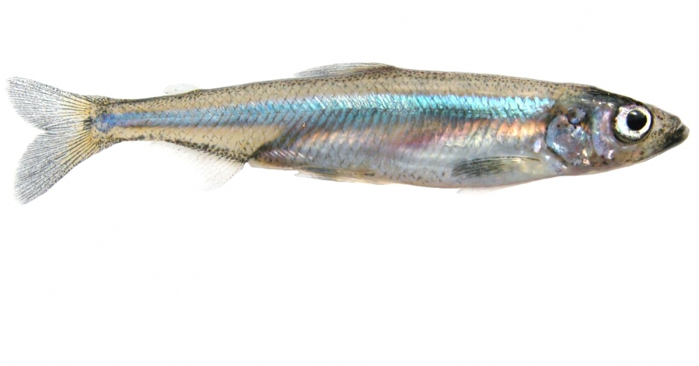 This handout photo provided by the US Fish and Wildlife Service (USFWS) shows a delta smelt fish on May 18, 2023. California’s Delta smelt has minimal connection to the city’s water supply, say experts, who argue the US president’s willingness to condemn an endangered species reflects the chaotic and shortsighted nature of his environmental policies. — US Fish & Wildlife Service handout pic via AFP