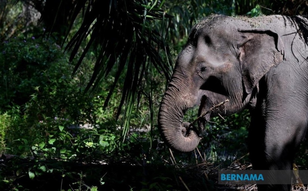The Department of Wildlife and National Parks (Perhilitan) in Terengganu successfully captured a wild male elephant in Kampung Payong near Sungai Tong, Setiu, at 4.30pm on Thursday. — Picture via X/Bernama 