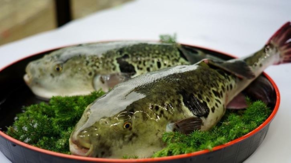 Sabah has reported five suspected cases of pufferfish poisoning this month, with two victims still hospitalised and receiving treatment. — Bernama pic